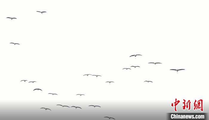 遷徙北歸?！√烊h融媒體中心 供圖