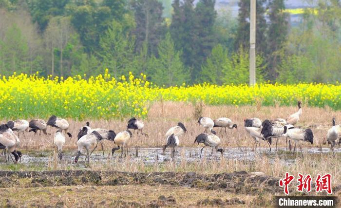 休息補(bǔ)給?！√烊h融媒體中心 供圖