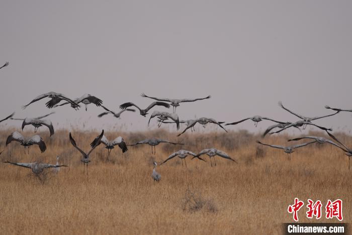 青海都蘭成群灰鶴匯集，場面壯觀