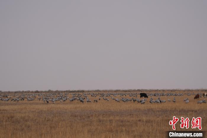 圖為草原上棲息的灰鶴?！∠葘m 攝