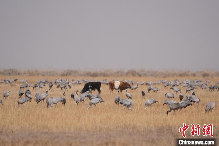 圖為草原上棲息的灰鶴?！∠葘m 攝