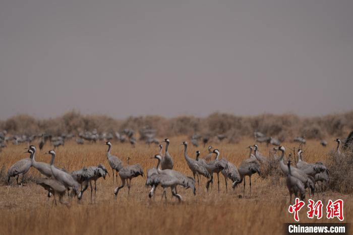 圖為灰鶴?！∠葘m 攝