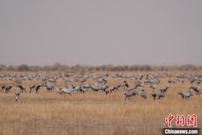 圖為密集分布的灰鶴?！∠葘m 攝