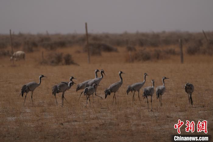 圖為灰鶴?！∠葘m 攝