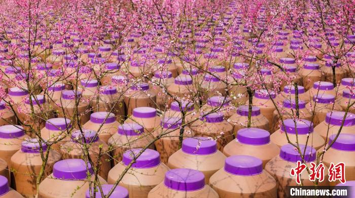 桃花和酒壇相映成趣?！∫足?攝