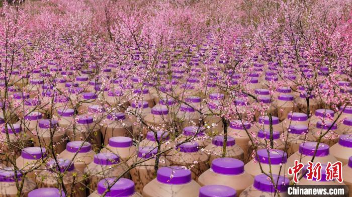 灼灼桃花惹人醉?！∫足?攝