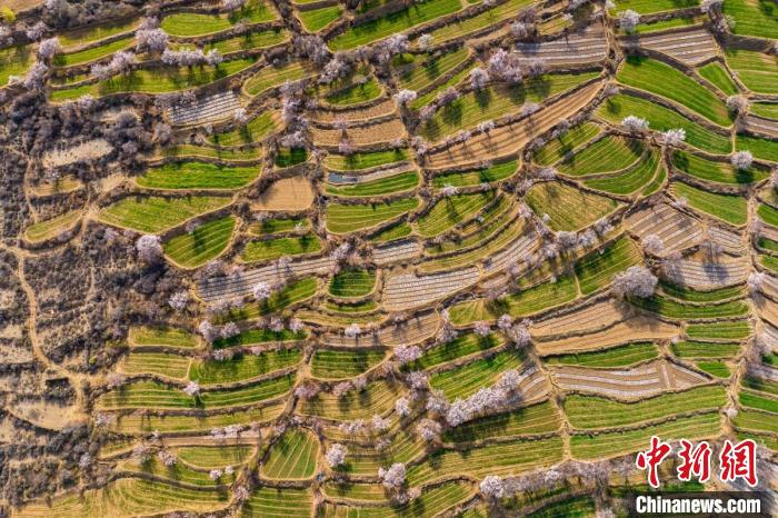 空中俯瞰得榮縣白松鎮(zhèn)的高山麥田和桃林。　劉忠俊 攝