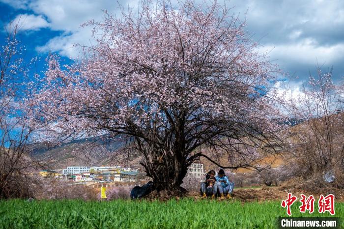桃花樹下兩名女孩正在玩手機(jī)?！⒅铱?攝