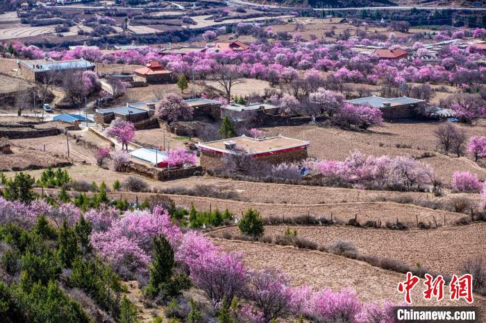 道孚麻灣村房前屋后的杏花繞村怒放?！『涡秀?攝