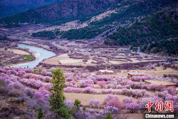 道孚縣麻灣村上千株盛開的杏花將鄉(xiāng)村裝點(diǎn)一新?！『涡秀?攝