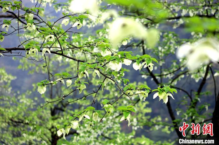 珙桐在春末夏初之際開花，花期較短?！螚?攝