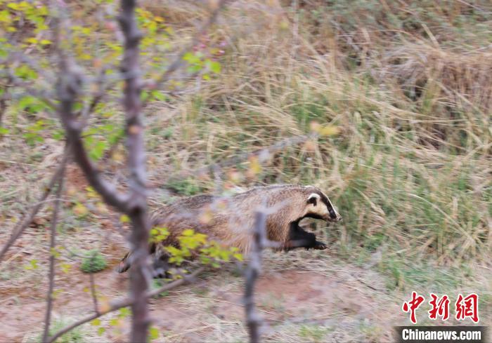 圖為西寧野生動(dòng)物園救護(hù)的狗獾在西寧市放歸大自然。　馬銘言 攝