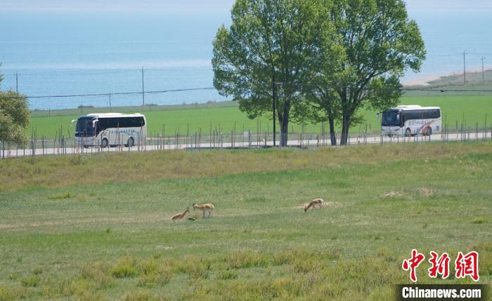 圖為成群普氏原羚在草場上愜意覓食，悠閑自在。　馬銘言 攝