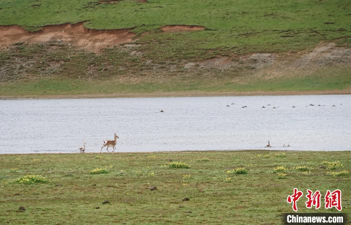 圖為藏原羚在扎陵湖岸畔悠閑漫步?！●R銘言 攝