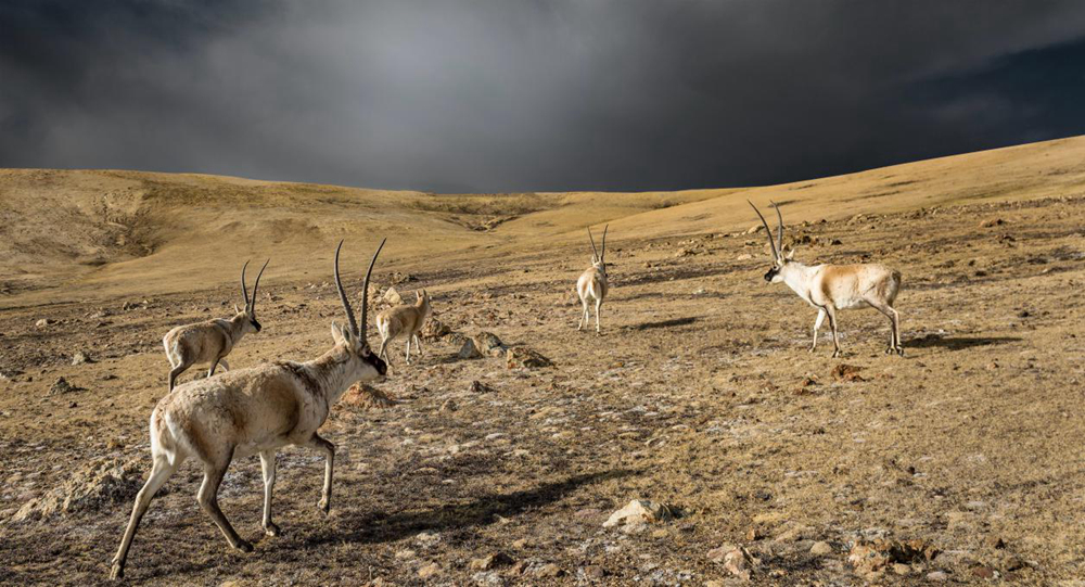 “高原精靈”藏羚羊。尼瑪多吉攝