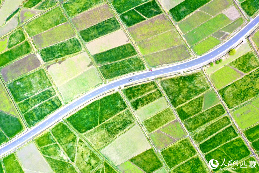 無人機視角下的西藏山南市瓊結農田。人民網(wǎng)記者 次仁羅布攝