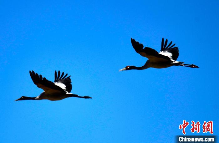 西藏拉薩：“高原精靈”黑頸鶴開(kāi)啟越冬