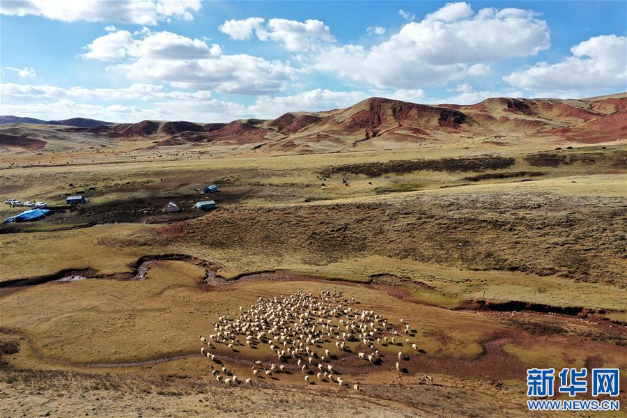 (決戰(zhàn)決勝脫貧攻堅(jiān)·圖文互動)(3)“阿旺綿羊”成就大產(chǎn)業(yè)——西藏貢覺縣做大做強(qiáng)扶貧產(chǎn)業(yè)見聞