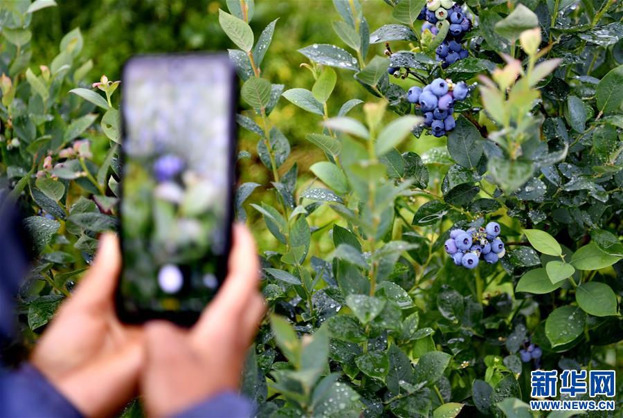 (走向我們的小康生活)(3)西藏林芝:“家門口”種藍莓增收