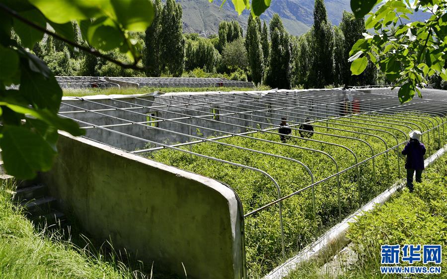 (走向我們的小康生活)(1)西藏朗縣:發(fā)展辣椒產(chǎn)業(yè) 助力脫貧攻堅(jiān)