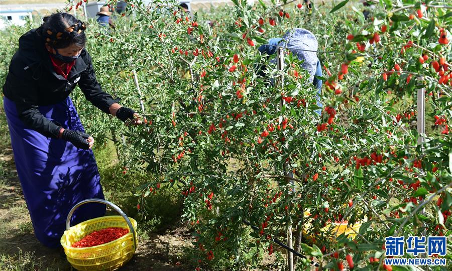 (脫貧攻堅)(1)西藏白朗:發(fā)展枸杞產業(yè)促進村民增收