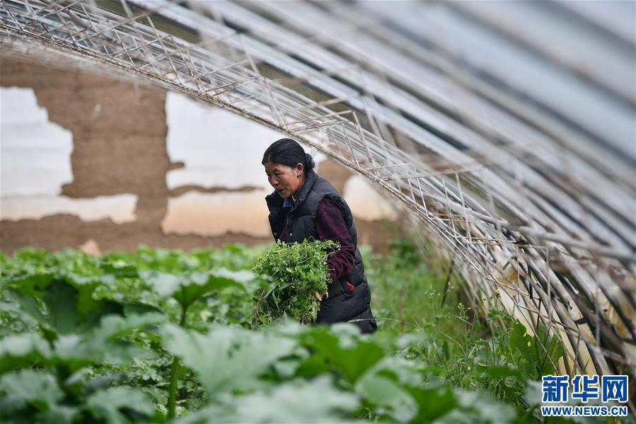 (脫貧攻堅)(4)藏東脫貧影像:溫室大棚助脫貧