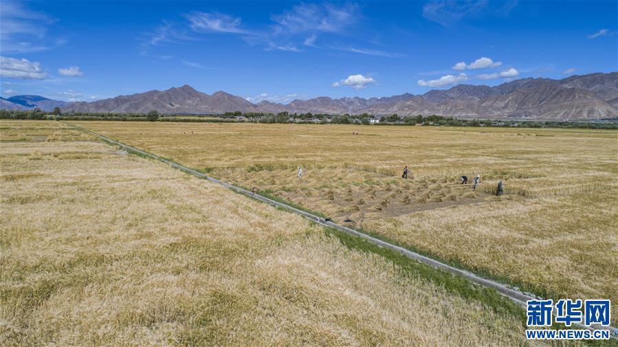 （新華全媒頭條·走向我們的小康生活·圖文互動）（11）扎西德勒，我們的新家園——西藏易地扶貧搬遷搬出幸福美好新生活