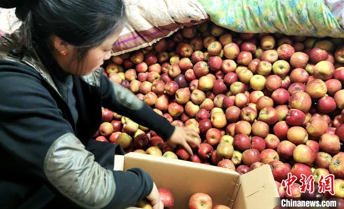 圖為通麥村村民巴桑拉姆精心挑選蘋(píng)果進(jìn)行裝箱。　貢桑拉姆 攝