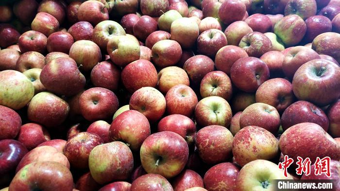 圖為通麥村村民巴桑拉姆家待裝箱的蘋(píng)果?！∝暽＠?攝