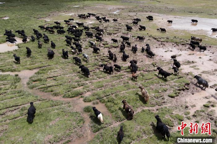 近年來，那曲市班戈縣推行村級牧業(yè)經(jīng)濟合作社，牧民們將牛羊及草場作為股份加入合作社，部分牧民開始從事旅游服務、服裝加工及運輸?shù)刃袠I(yè)，收入逐年提高。圖為8月3日，班戈縣的牦牛群在一片草原濕地中覓食(資料圖)。　江飛波 攝