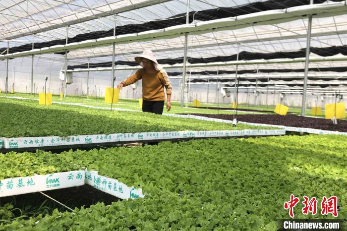 圖為會(huì)澤現(xiàn)代化農(nóng)業(yè)產(chǎn)業(yè)扶貧基地內(nèi)，貧困戶成為了產(chǎn)業(yè)工人?！】姵?攝