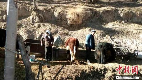 圖為孔繁福夫妻正在收拾牛圈?！±铍h　攝