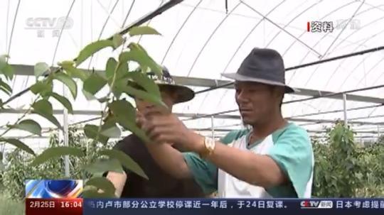 種蘑菇、養(yǎng)駱駝...。。特色產(chǎn)業(yè)助力鄉(xiāng)村振興走新路