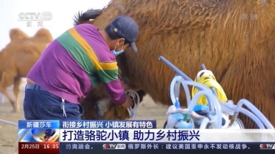 種蘑菇、養(yǎng)駱駝...。。特色產(chǎn)業(yè)助力鄉(xiāng)村振興走新路