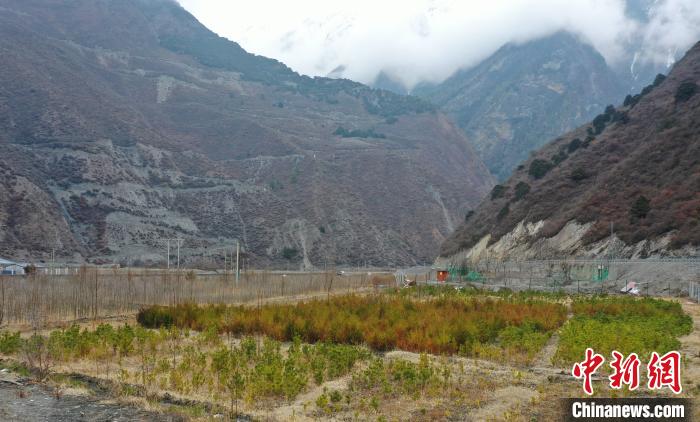 【幸?；ㄩ_新邊疆】山南隆子縣藏族小伙的“綠色夢(mèng)想”