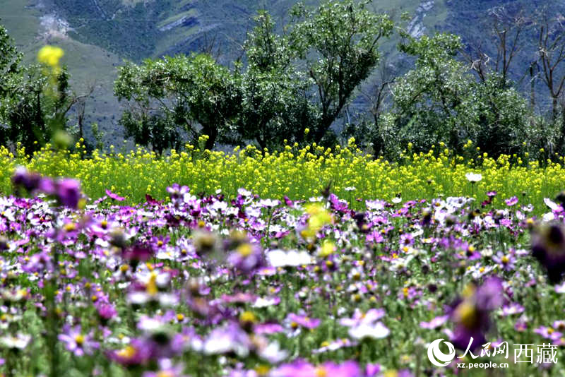 油菜花與格?；ㄏ嘤吵扇ぁＨ嗣窬W(wǎng) 李海霞攝