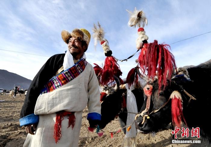 資料圖為2013年3月16日，拉薩市堆龍德慶區(qū)德慶村的農(nóng)民牽著牦牛參加春耕儀式，按照傳統(tǒng)方式由牦牛開第一犁。 <a target='_blank' href='/'><p  align=
