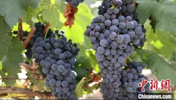 圖為桑日縣種植的葡萄?！∩侥仙Ｈ湛h委宣傳部提供