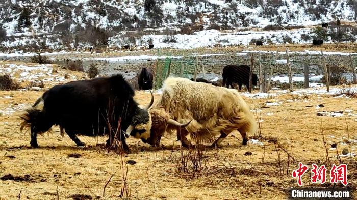 圖為角木那村生態(tài)散養(yǎng)的牦牛正在嬉戲?！“蜕Ｇ?　攝