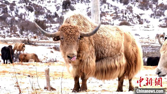 圖為角木那村生態(tài)散養(yǎng)的牦牛。　巴桑曲扎 　攝