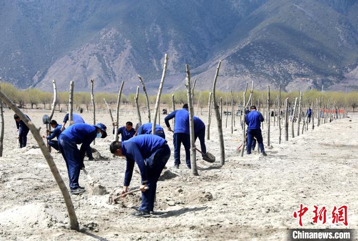 林芝市巴宜區(qū)森林消防中隊(duì)志愿服務(wù)隊(duì)熱火朝天的植樹(shù)現(xiàn)場(chǎng)?！∥骼@拉翁 攝