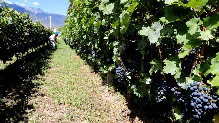 昌都芒康縣依托“兩江流域”干熱河谷地帶地理優(yōu)勢將康巴蜜橘、蘋果、甜石榴、葡萄、蜜桃等經(jīng)濟林木種植?！〔际忻⒖悼h委宣傳部供圖