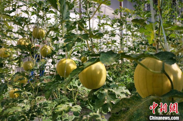 圖為康馬縣大棚內(nèi)的金太陽西瓜?！⒔ㄜ?攝