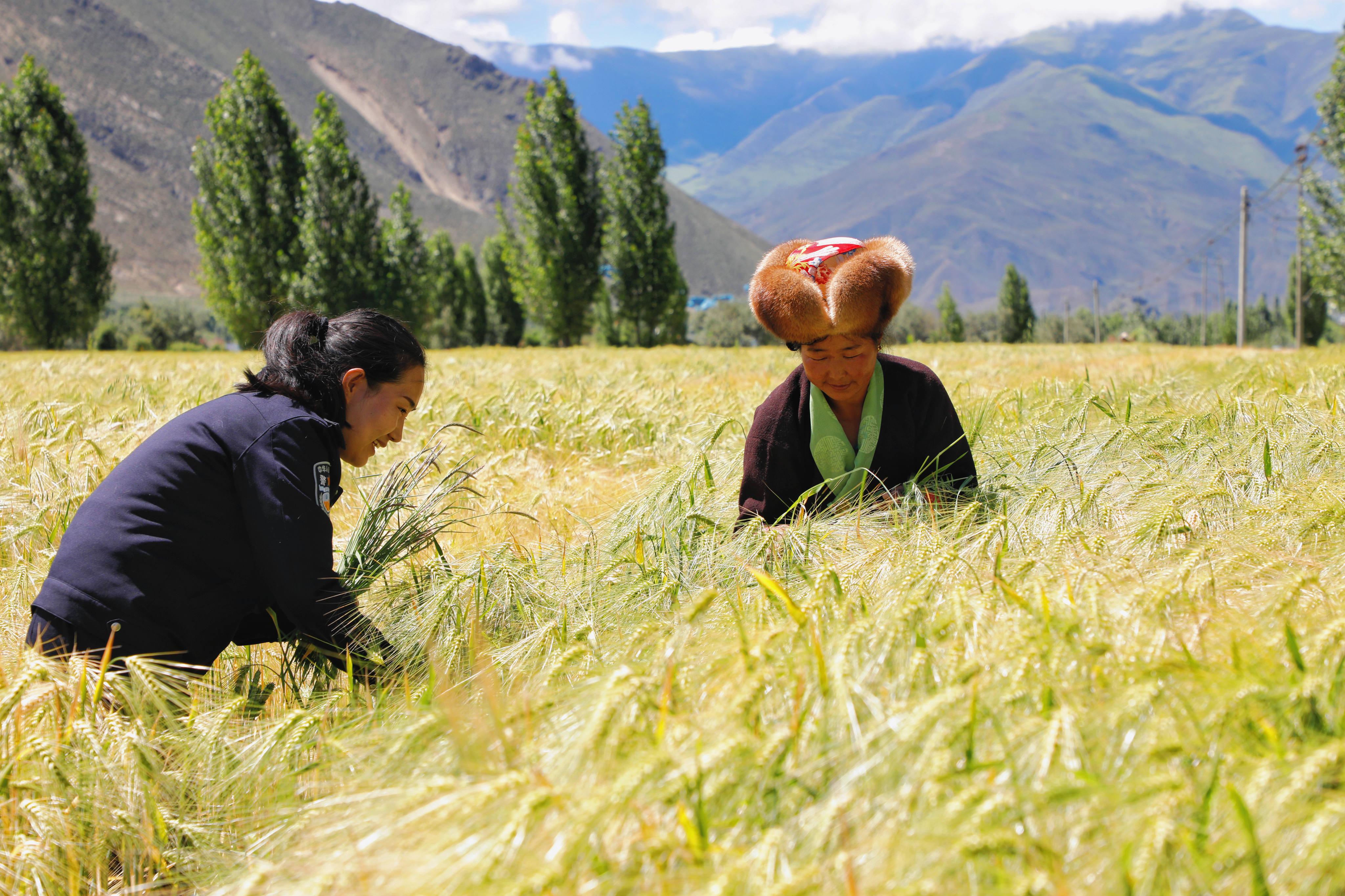 索朗曲珍幫助母親清理青稞地里的雜草 應(yīng)俊攝.jpg?x-oss-process=style/w10 索朗曲珍幫助母親清理青稞地里的雜草 應(yīng)俊攝.jpg?x-oss-process=style/w10