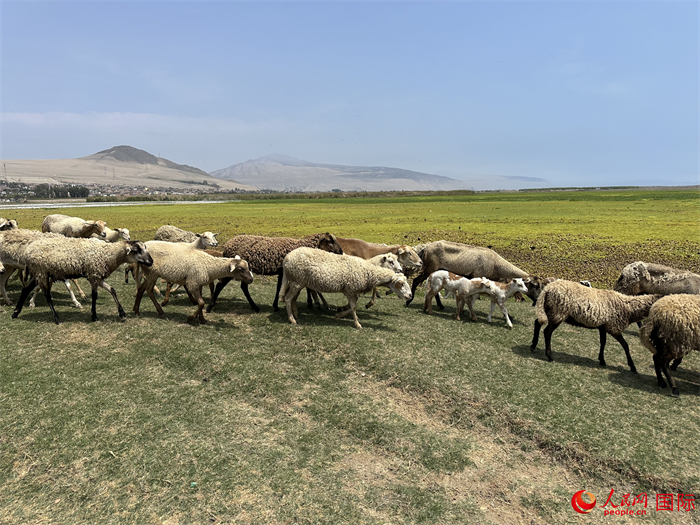 當(dāng)?shù)貢r(shí)間11月15日，羊群在錢凱港附近的圣羅莎濕地棲息。人民網(wǎng)記者 周雨攝