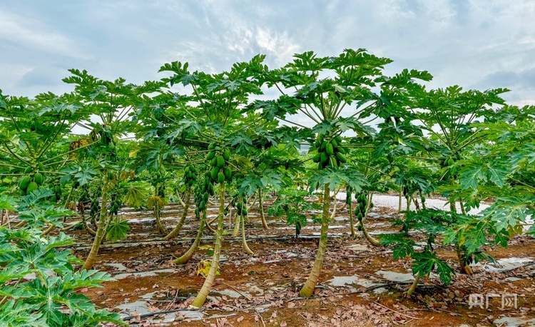 高質(zhì)量發(fā)展看中國(guó) | 廣西:三產(chǎn)融合“潤(rùn)澤”鄉(xiāng)村沃土 讓農(nóng)民腰包越來(lái)越鼓