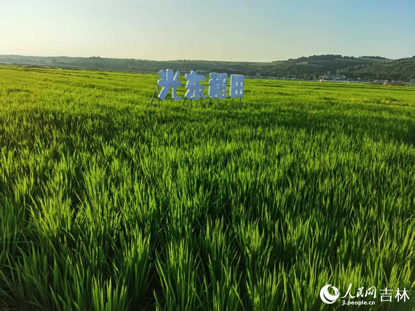 光東村稻田風(fēng)景美如畫（資料圖片）。人民網(wǎng)記者 王海躍攝