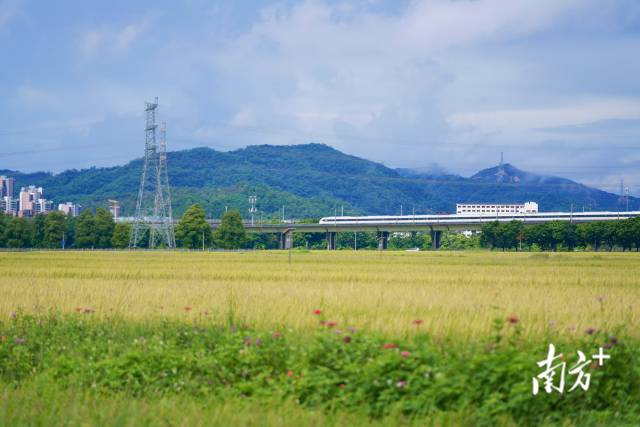 高鐵掠過崖口村稻田。
