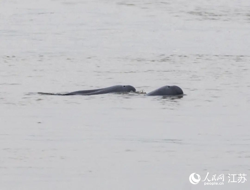 在南京長江新濟(jì)洲國家濕地公園拍到的江豚。人民網(wǎng)記者 王丹丹攝