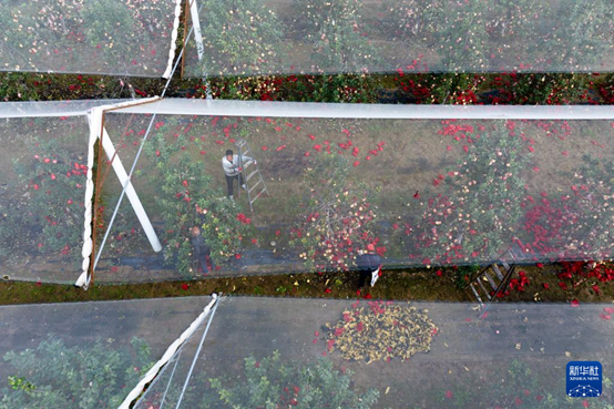 【高質(zhì)量發(fā)展看陜西】“上天”的延安蘋果，蘊(yùn)藏哪些新質(zhì)生產(chǎn)力